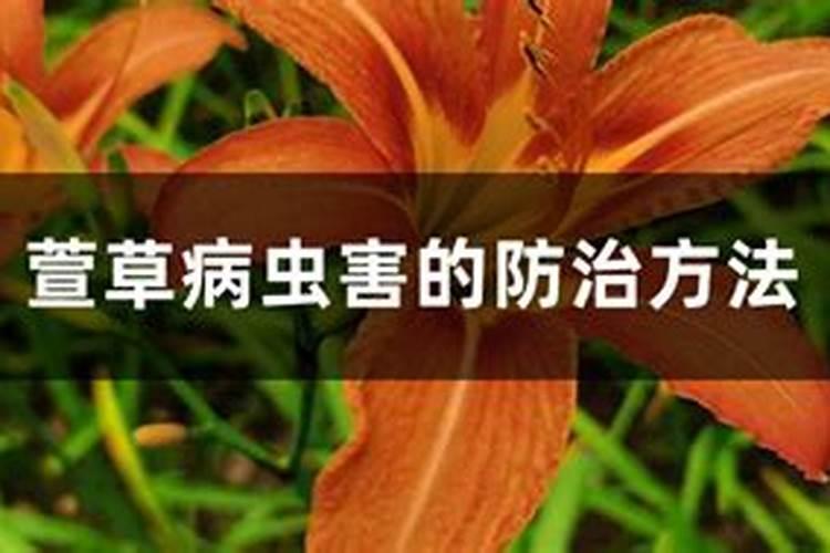 萱草的守护者：病虫害防治全攻略