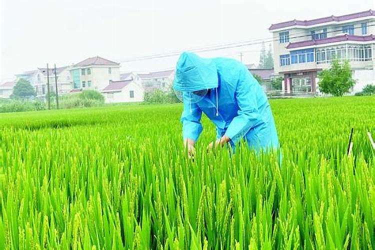 水稻破口期：守护粮食安全的关键战役