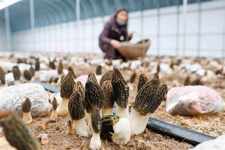 食用菌采摘指南：掌握科学方法，拥抱新技术？