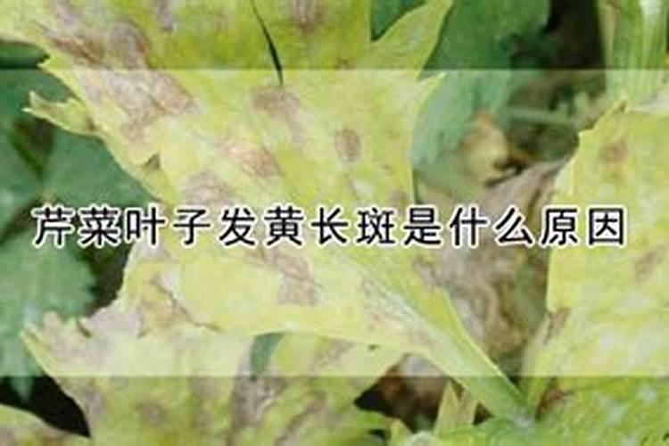 芹菜叶子出现铁锈斑点什么原因？