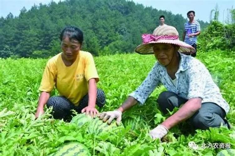 西瓜肥水管理技术