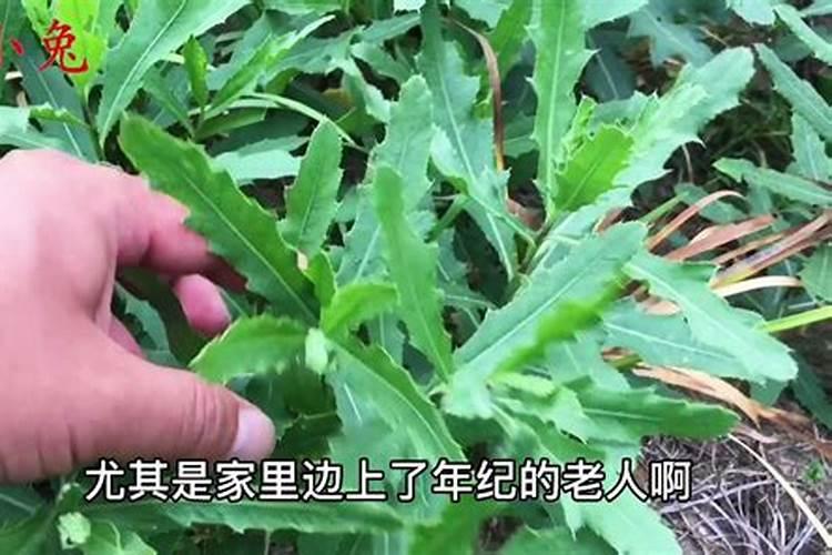 绿色守护：桃刺儿菜的生态治理与药物选择