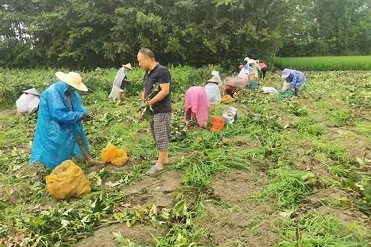 揭秘附子种植：环境要求与生态平衡