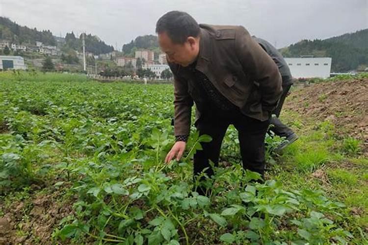 迅速行动：掌握急性子的田间管理技术