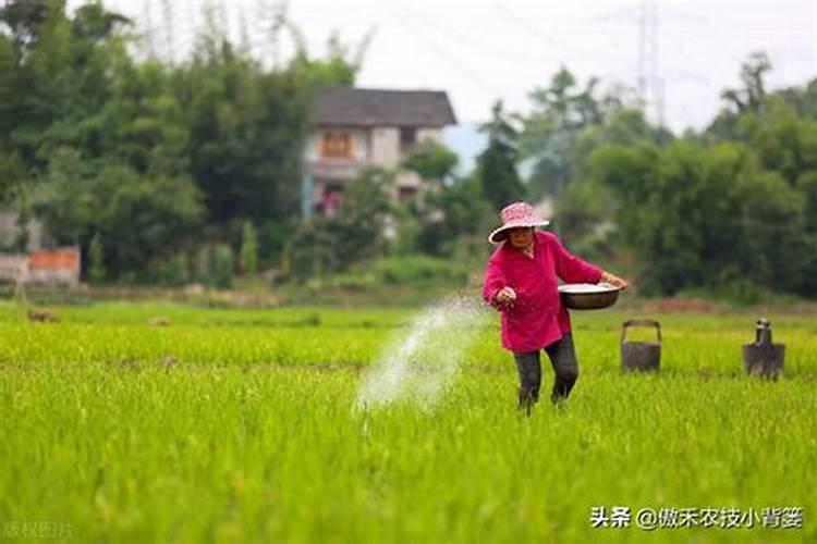 掌握长效氮肥的正确使用：方法与注意事项？