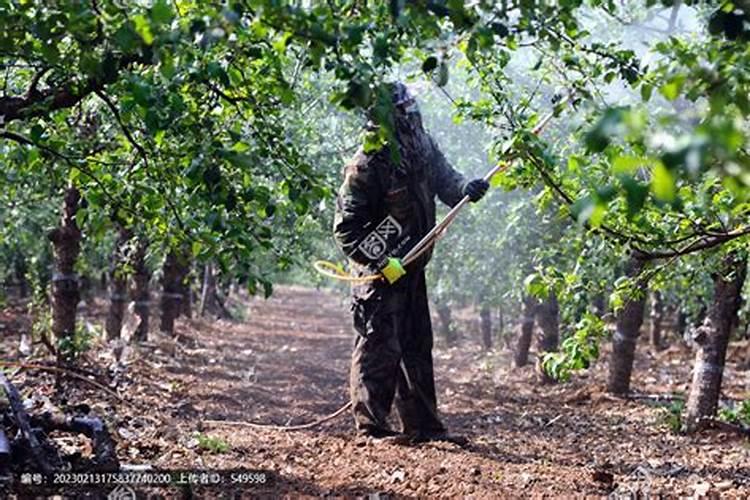 炎夏果园守护者：高温天气下果树打药与种植的智慧