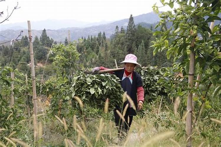 揭秘板蓝根高产栽培技术：实现丰收的关键步骤