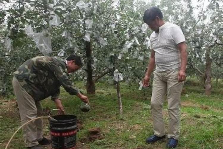 守护果园健康：四大策略战胜果树抗药性