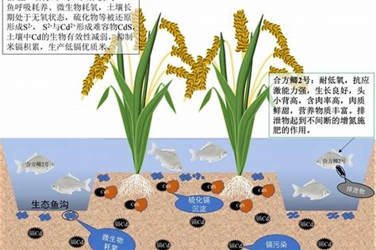 如何消除稻田毒害？