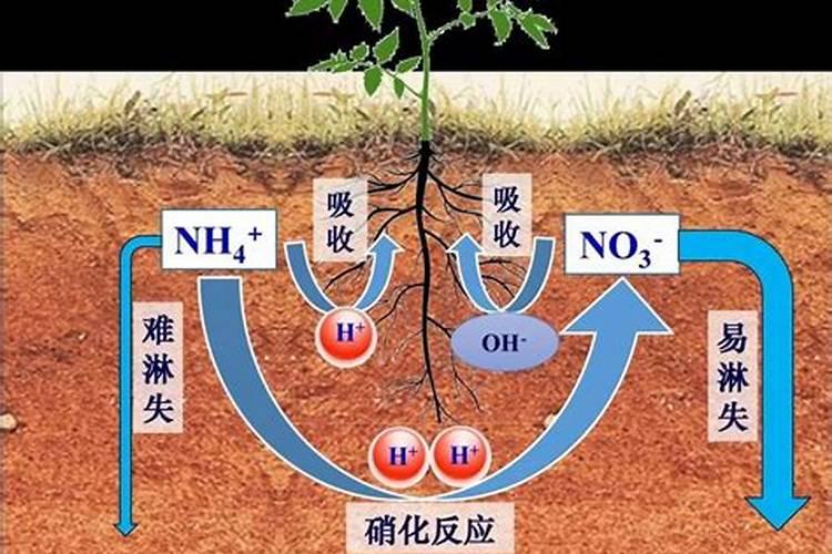 土壤与作物的氮源之选：硝态氮肥还是铵态氮肥？