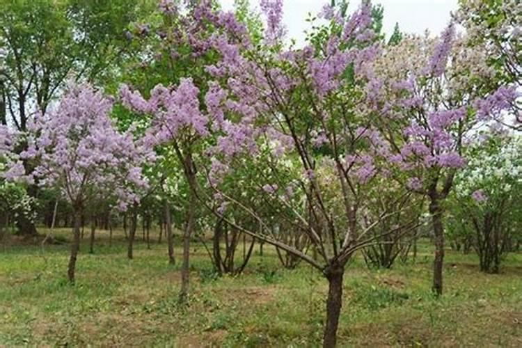 丁香芬芳：掌握丁香树苗的种植之道