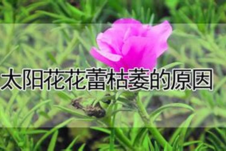 太阳花花蕾枯萎的原因