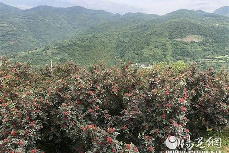 夏季花椒园的守护者：精细管理技术揭秘