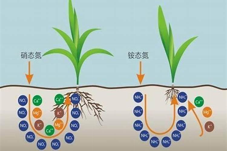 硝酸铵的废料能当做氮肥吗为什么？