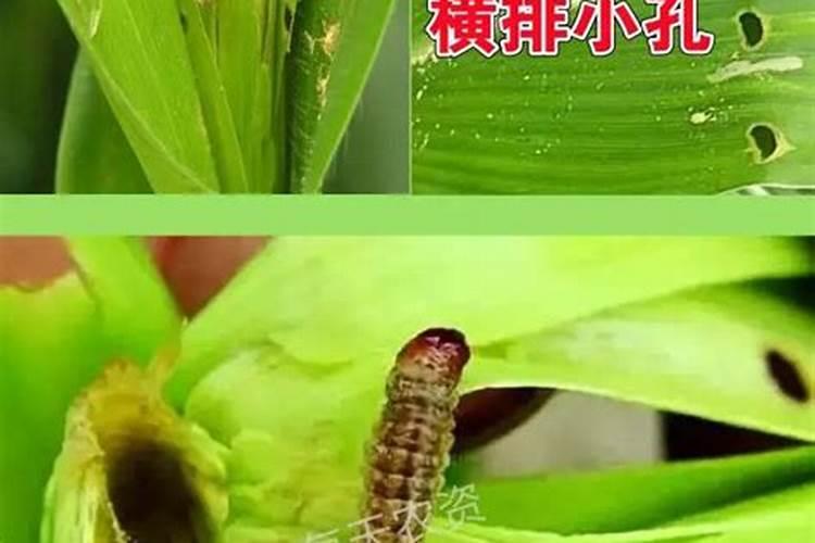 玉米粘虫选什么农药可消除？