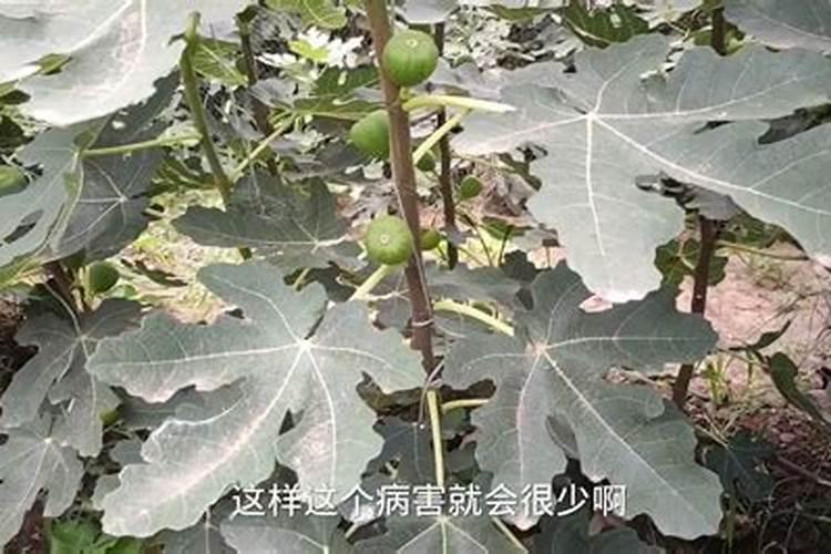 无花果枝枯病防治：策略与实践