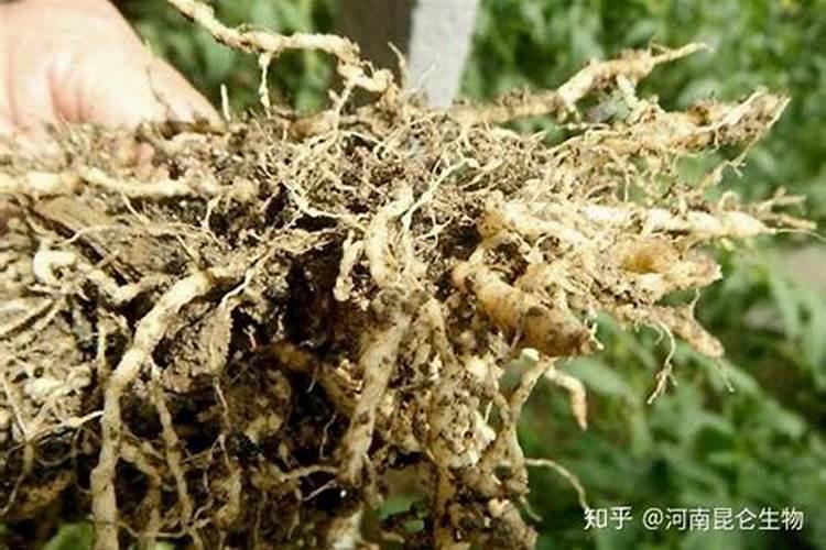 守护绿意盎然：黄瓜根结线虫防治药的科学应用