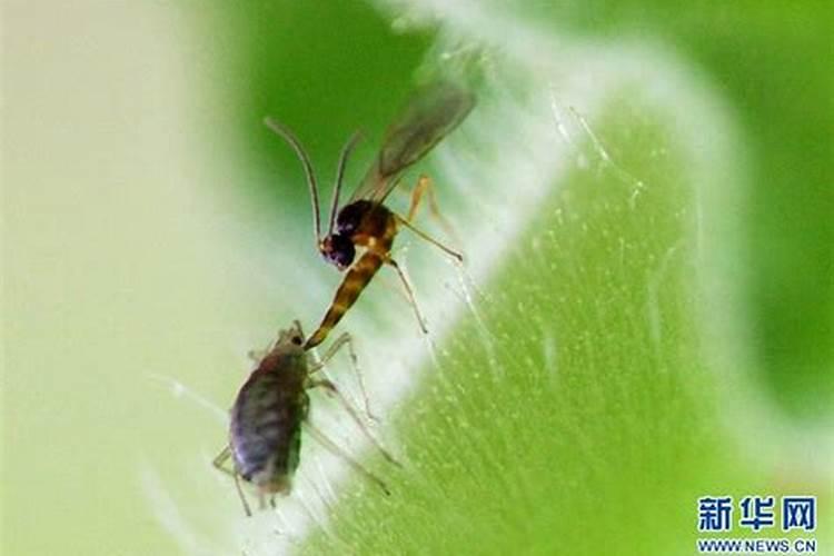 守护绿色宝库：仙人掌蚜虫防治的智慧之道