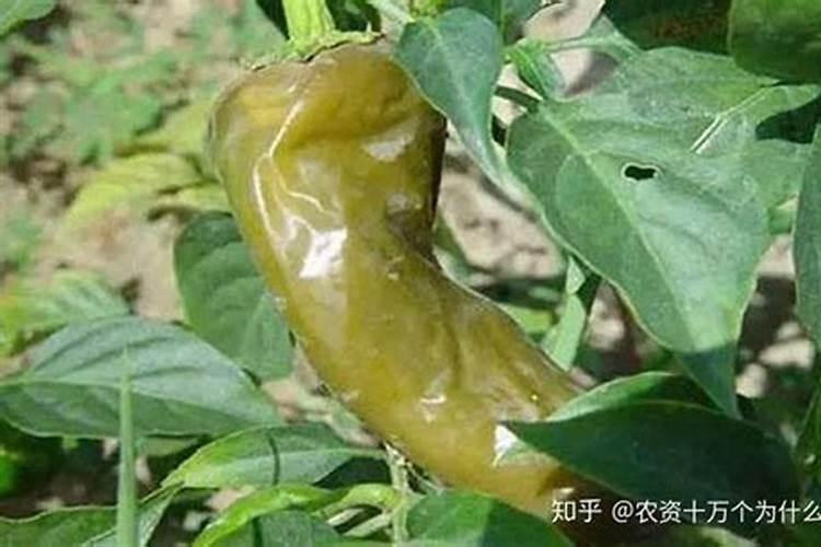 辣椒软腐病发病原因有哪些？