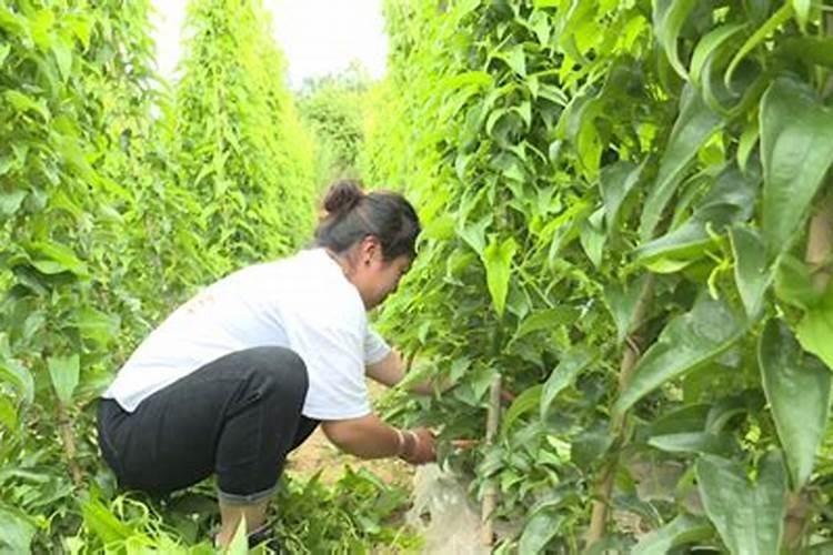 山药栽培艺术：精心搭架与整枝技巧详解