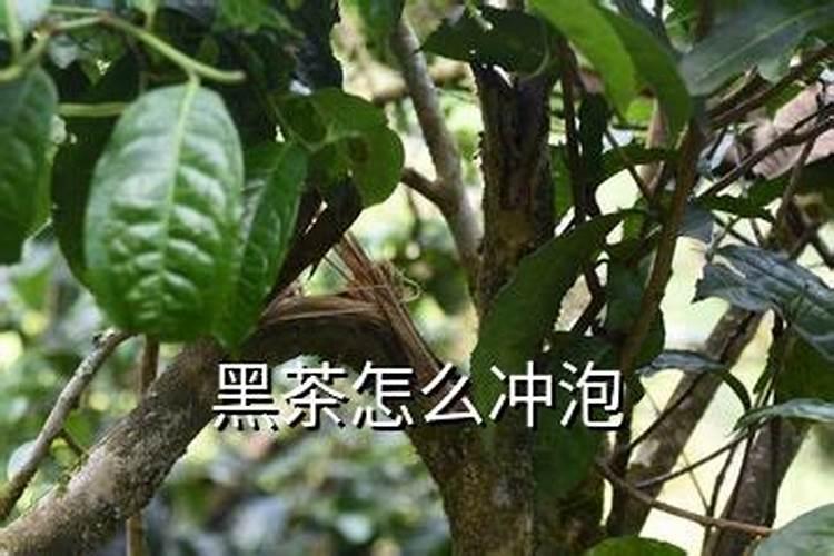 黑茶的泡法，黑茶的泡法的正确方法？