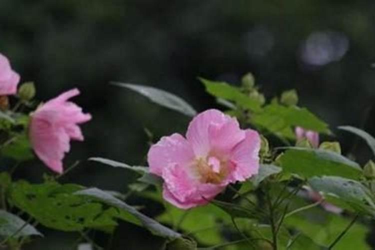 揭秘木芙蓉花的嫁接繁殖奥秘