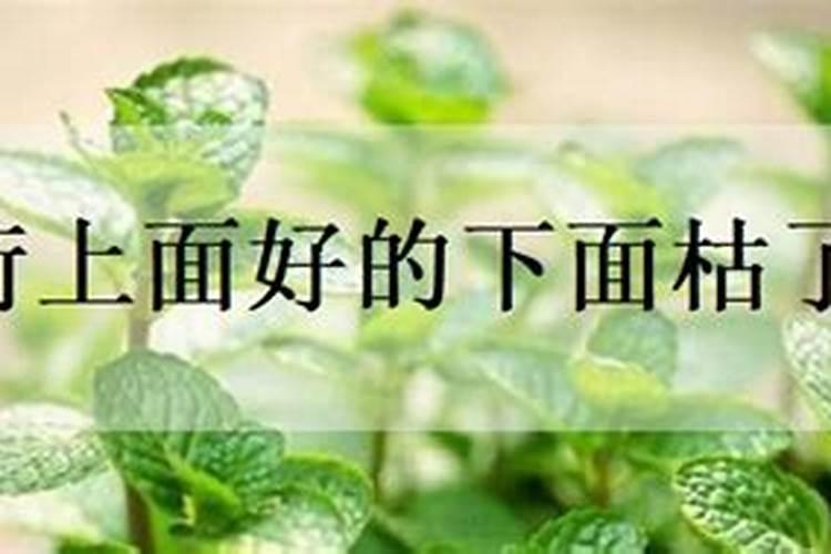 薄荷上面好的下面枯了是什么原因造成的？