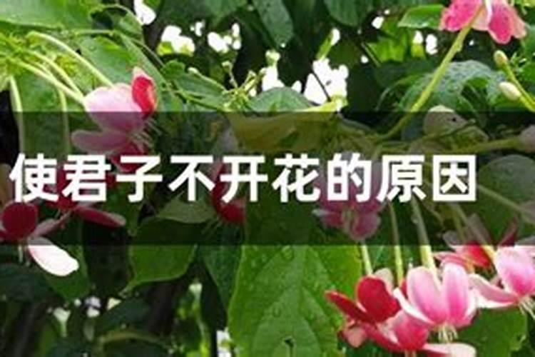 使君子不开花的原因