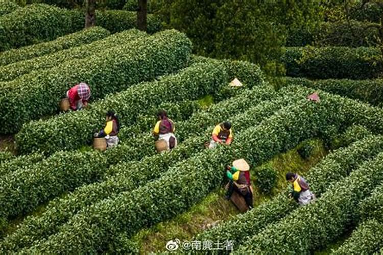 夏季茶园的绿意盎然：精细化管理技术揭秘