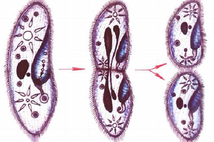 草履虫的生殖方式？