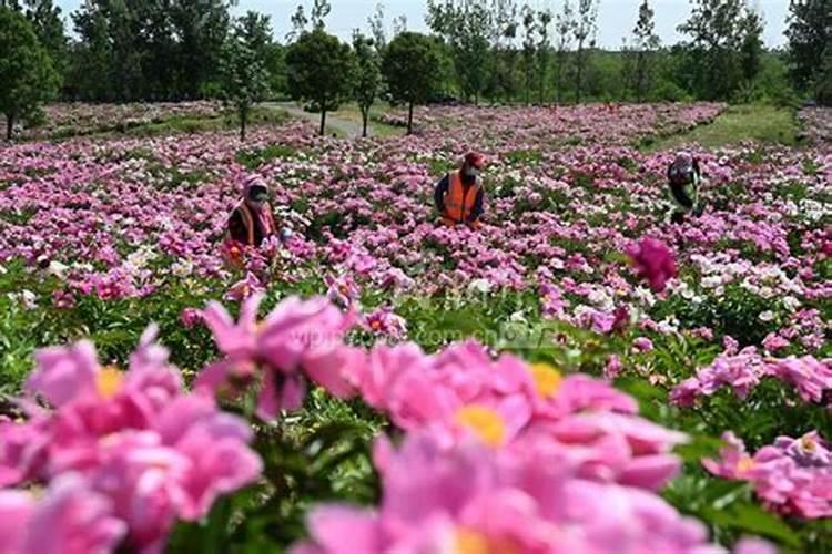 芍药绽放：田间管理的艺术与科学