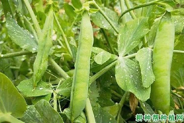 豌豆的需肥特点与施肥技术深度解析？