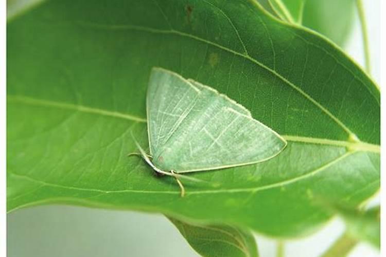 荔枝渺樟翠尺蛾的克星：一场生物与化学的战争