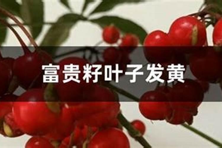 富贵籽黄叶的原因和处理办法