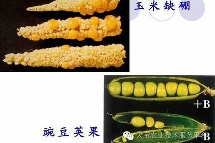 大豆缺硼缺钼会怎么样？