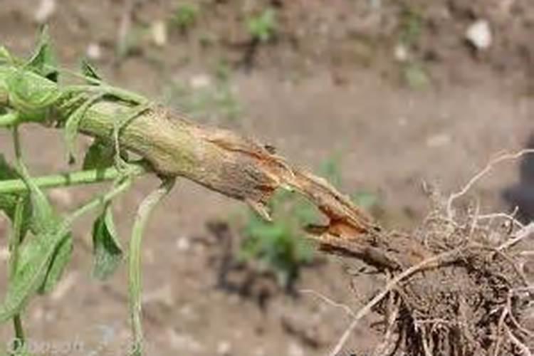 高温多雨严防番茄立枯病基腐病？