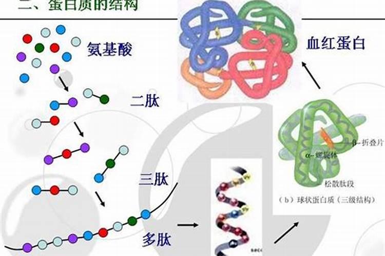 蛋白质由什么组成