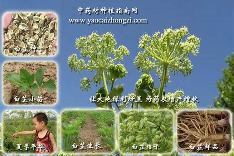 广西的绿色宝藏：盈利药材种植指南