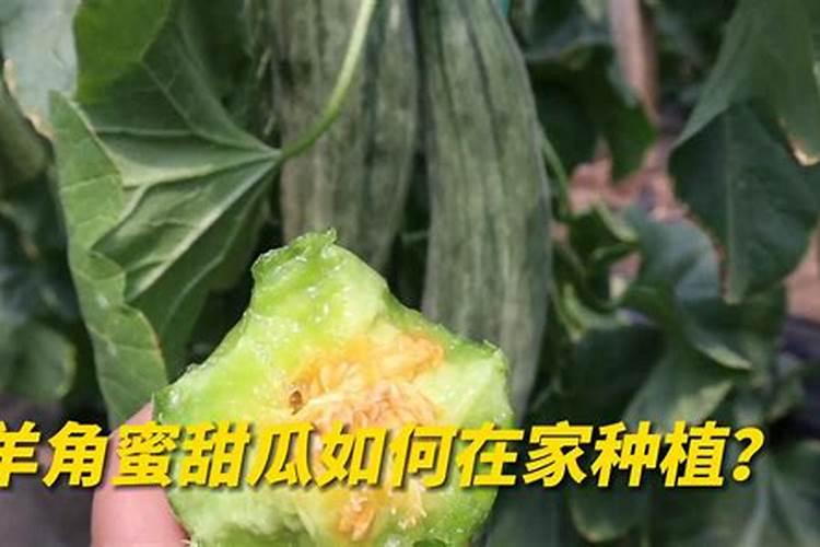 羊角瓜种植技术羊角瓜怎么种植