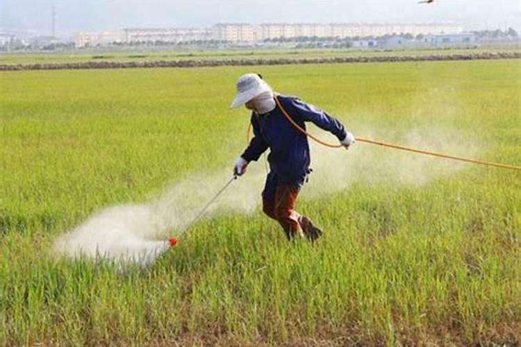 田野之惑：揭秘农药使用中的常见误区