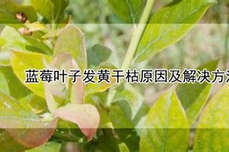 蓝莓叶子发黄干枯怎么办蓝莓叶子发黄干枯怎么解决？