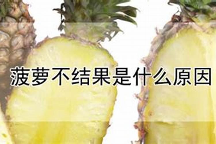 菠萝不结果是什么原因？