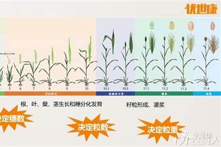 小麦种肥使用攻略：迈向高产的关键步骤