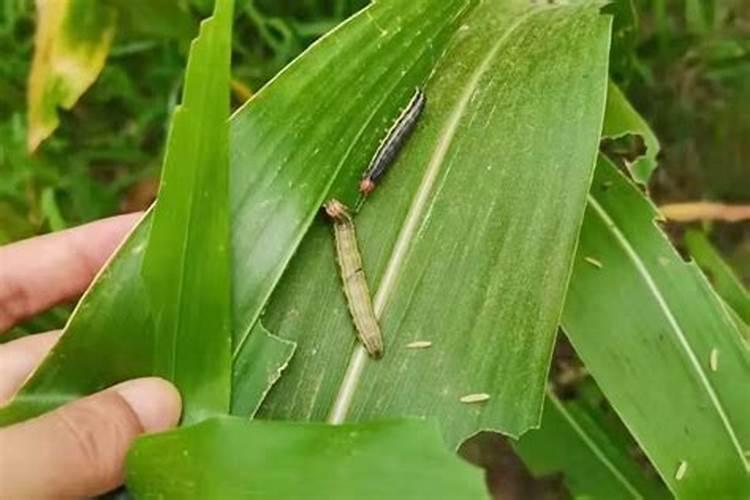 玉米粘虫巧防治