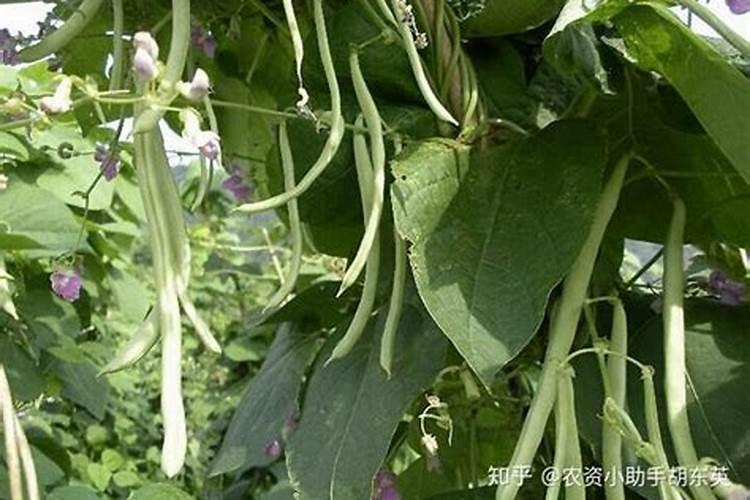 芸豆烂根死秧怎么治