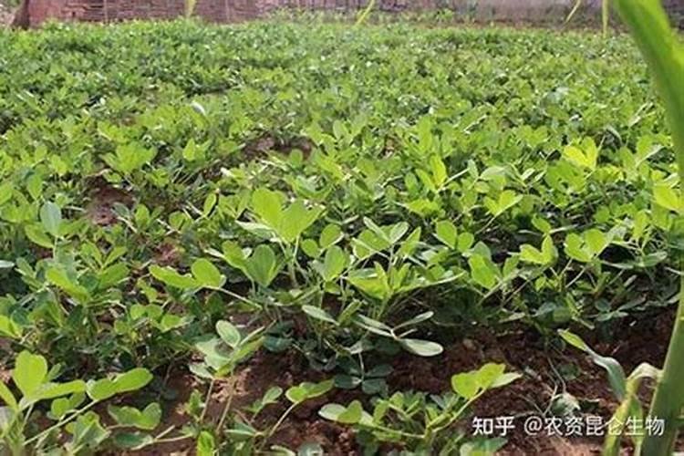 茉莉花需要叶面肥吗为什么？