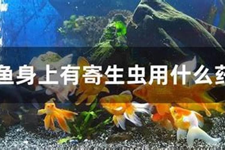 鱼身上有寄生虫用什么药是什么原因引起的