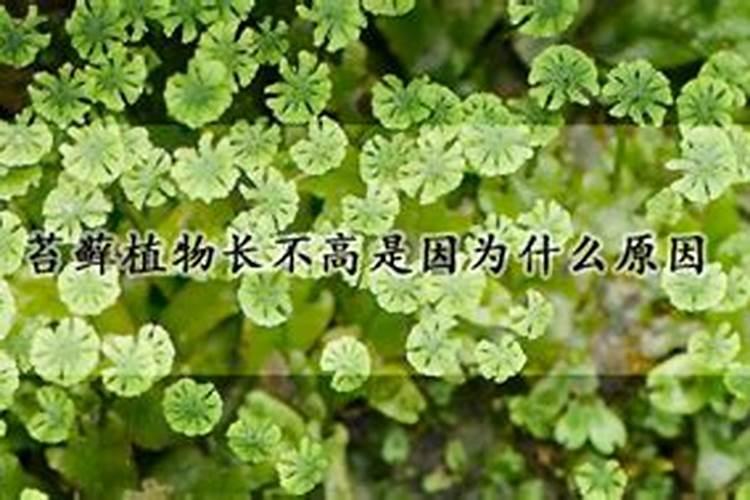 苔藓植物长不高是因为什么原因