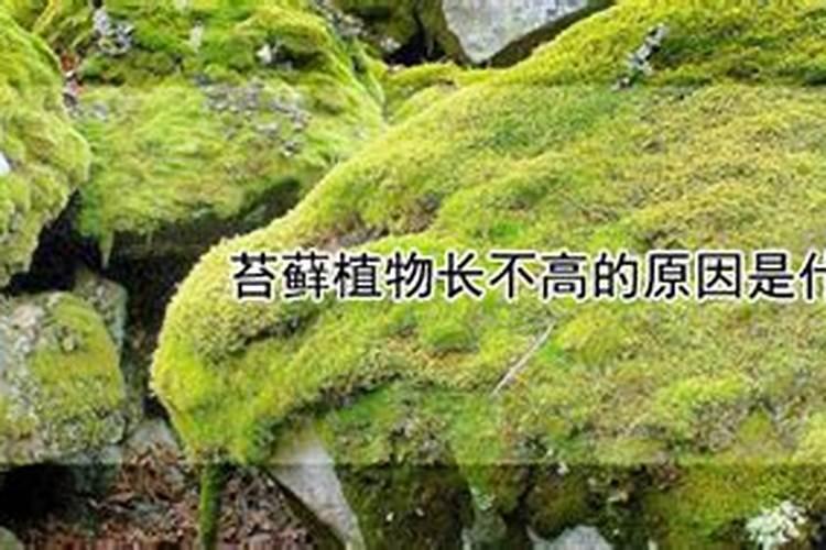 苔藓植物长不高的原因是什么？