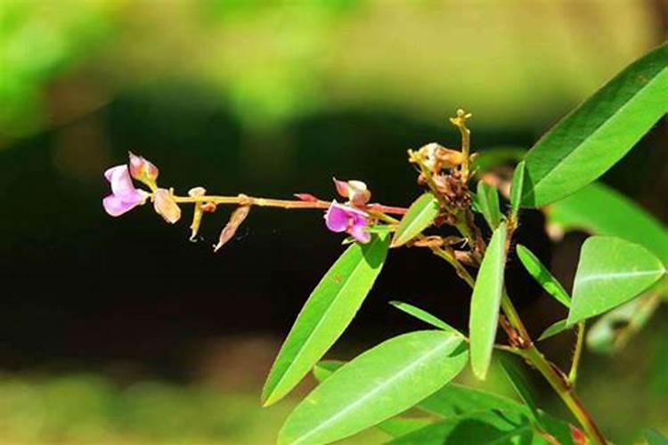 跳舞草盆栽怎么养？跳舞草种植管理要注意哪些方面？跳舞草有哪些应用？